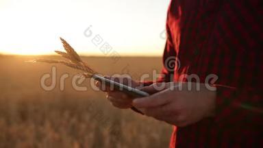 在农业中使用现代技术的智能农业。 农<strong>民用</strong>手触摸数字平板电脑显示器